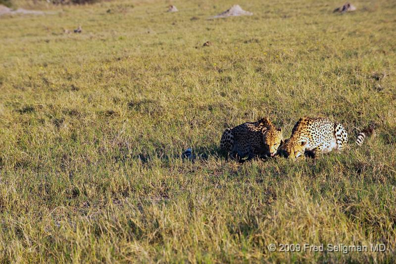 20090618_074315 D3 X1.jpg - These cheetahs are probably two brothers and are at least 2 years of age.  (Cheetahs leave the mother by this age)